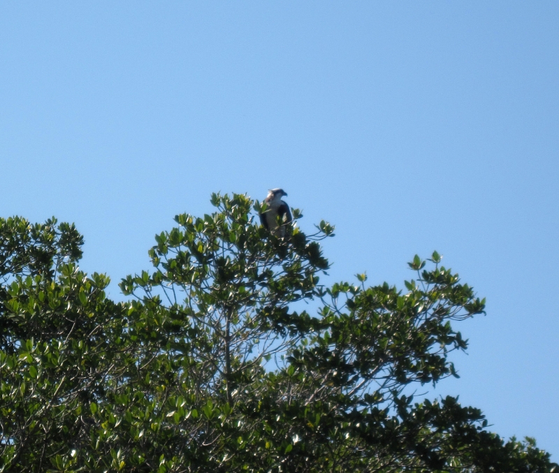 Osprey Lookout